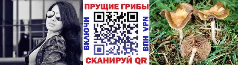 Галлюциногенные грибы GOLDEN TEACHER  Магнитогорск 